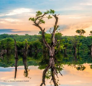 Der Amazonas im brasilianischen Regenwald.