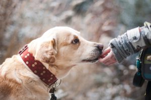 Spürhunde haben Corona-Infektion erkannt